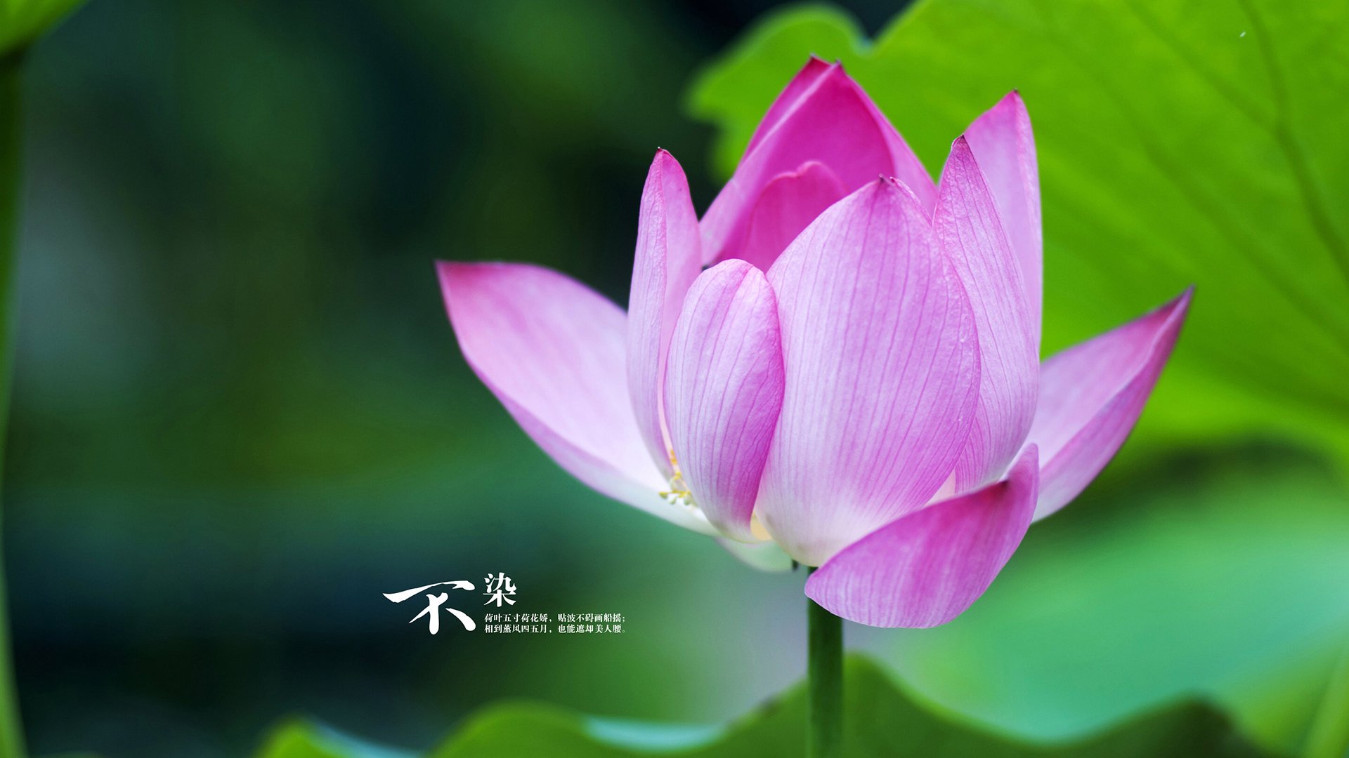 重写篮球史,2024独行侠登顶背后的平行宇宙密码