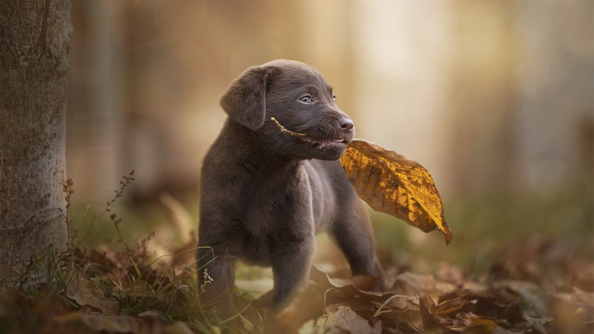 开云体育官网-埃及法老军团横扫洪都拉斯，莱万圣光普照成破局关键