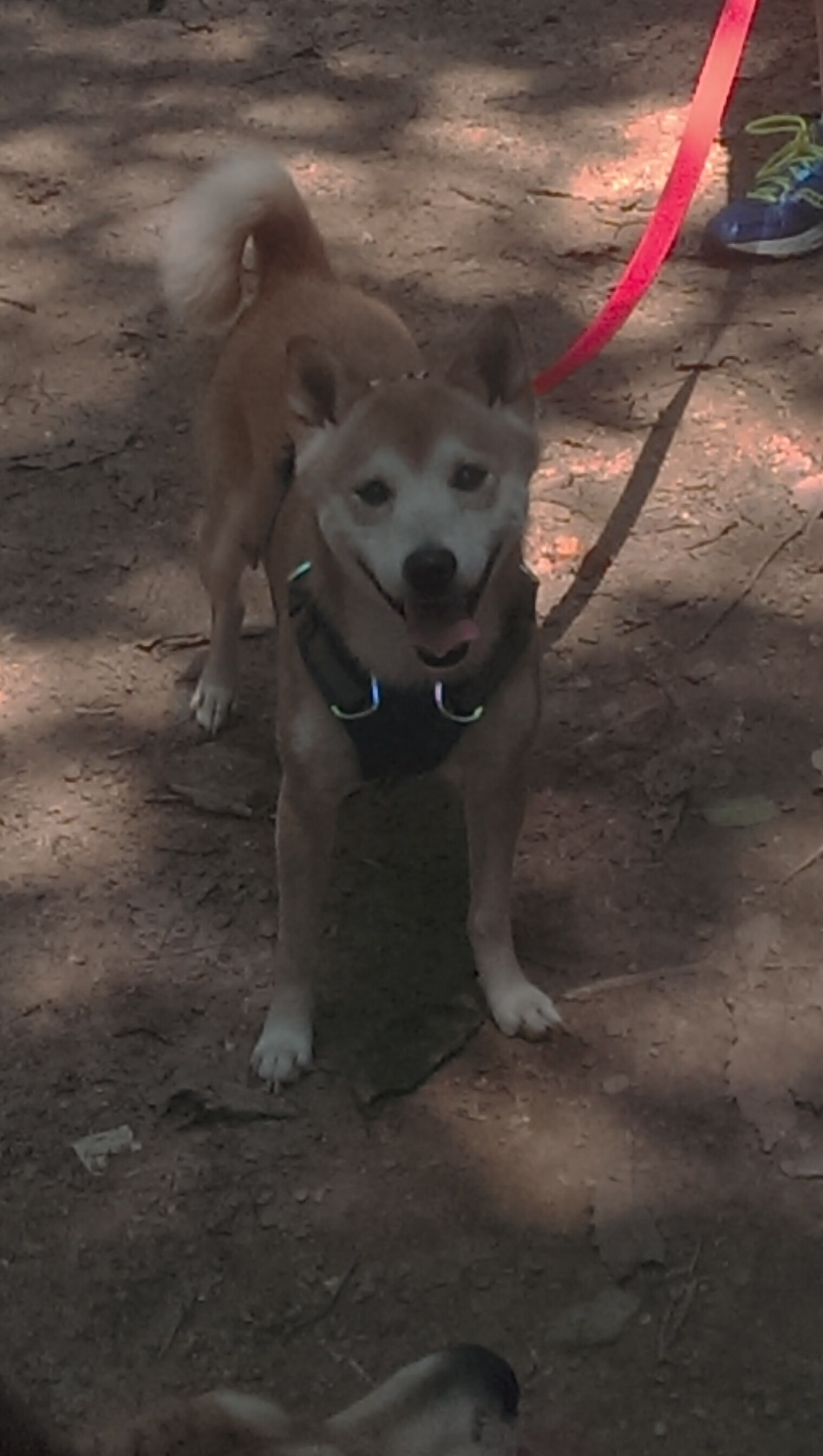 草根英雄之夜，当奥利维耶在东决的悬崖边投下冠军之心