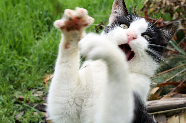 双王炸!凯塞多赛后评分直冲满分,尼斯巅峰对决力克马里