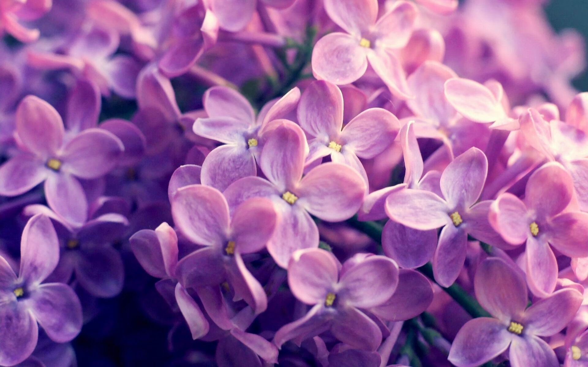 神兵天降！跨洲际对战中锡安一锤定音，书写绿军新传奇