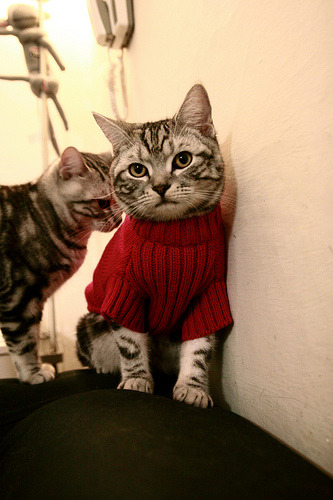 铁盾与恒星的对话,当萨拉赫的稳定输出遭遇瑞士的防守锁链