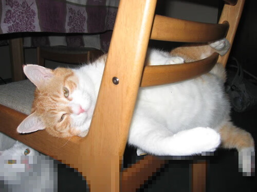 绝杀破咒!威尔士86分钟天降奇兵,终结64年世界杯首胜等待