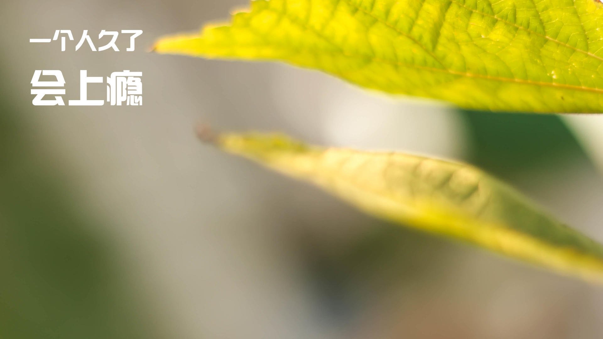 冰与火之战，加克波单骑破红牛，在加拿大的极寒中演绎现代足球孤本