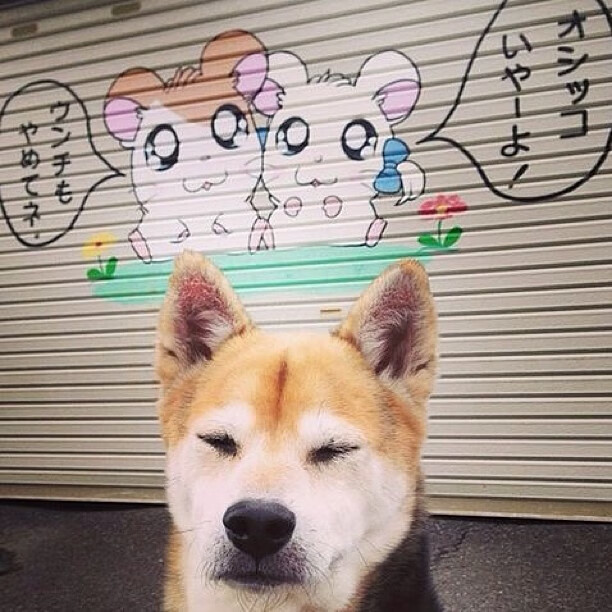 开云体育app-赛场即战场，乌克兰钢铁防线与荷兰火线增援的胜利交响