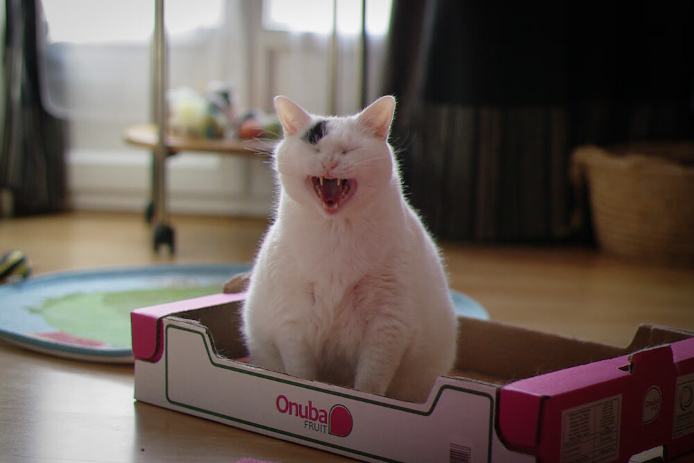 终极疯狂，上帝与亡灵，在平行时差里点燃足球祭坛