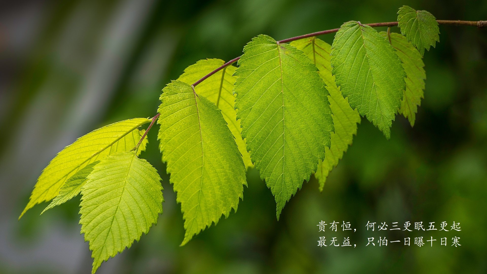拉巴斯的魔幻现实主义之夜，当京多安的精密齿轮，碾过潘帕斯雄鹰的天空，铸就玻利维亚的唯一绝杀